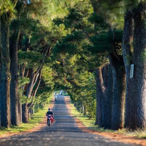 Bộ trưởng Nguyễn Văn Hùng làm việc với tỉnh Gia Lai về công tác tổ chức Năm Du lịch Quốc gia 2026