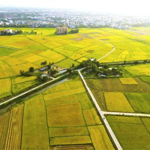 Hội An rực rỡ mùa vàng